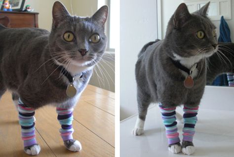 Cat in leg warmers! Kitten Mittens, Punky Brewster, Cat Socks, Cat Fashion, Crazy Cat Lady, Cuteness Overload, Crazy Cats, Leg Warmers, Beautiful Creatures