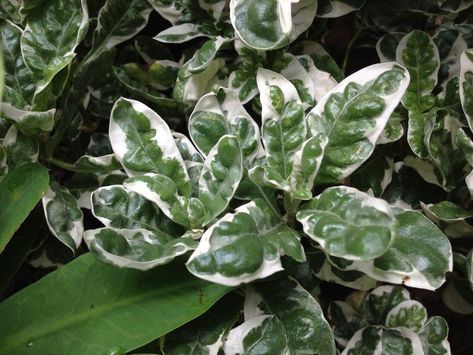 Plant database entry for Alternanthera ficoidea 'Snow Queen' with 2 images, one comment, and 24 data details. White Variegated Plants, Heart Leaf Ice Plant, Darmera Peltata Plants, Snow Queen Plant, Snow On The Mountain Plant, Alternanthera Ficoidea, Zone 10, Soil Ph, Plant Information