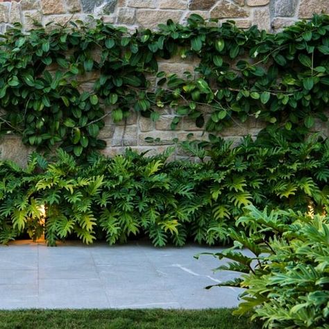 sticks & stones on Instagram: “Green wall. Lush Madagascar jasmine supplied by @exotic_nurseries install by @mahonygroup in collab with @cadenceandco_  #green #greenwall…” Madagascar Jasmine, Garden Tropical, Side Garden, Sticks And Stones, Back Garden, Green Wall, Nurseries, Madagascar, Front Porch