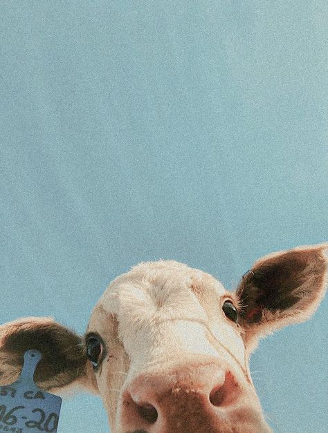 Cow Apple Watch Wallpaper, Cow Esthetics, Cow Screensaver Iphone, Cow Lockscreen Aesthetic, Cow Looking At Camera, I Watch Wallpaper Aesthetic, Cow Widget Ideas, Mini Cow Wallpaper, Cow Phone Theme