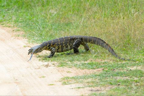 i love nile monitors :D Nile Monitor, Reptiles And Amphibians, Amphibians, Madagascar, Reptiles, Kenya, Dream Life, Art Reference, I Love