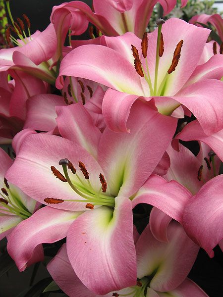 Oriental Lily 'Timezone' Mandala Inspiration, Pink Lilies, Raspberry Rose, Lily Garden, Lily Bulbs, Asiatic Lilies, Day Lilies, Time Zone, Daylilies