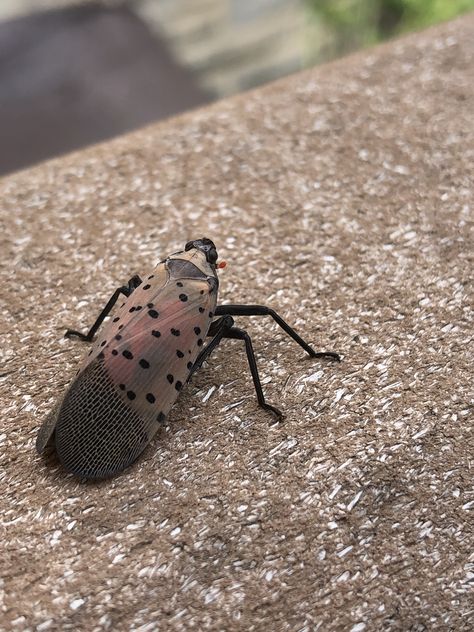 Spotted lantern fly Lantern Bug, Lantern Fly, Flying Lantern, Anime Kitten, Yard Work, Bugs And Insects, Nature Aesthetic, See It, Bugs