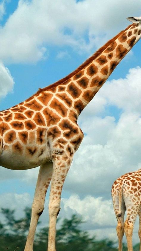 Download free HD wallpaper from above link! #animals #GiraffeWallpaper #GiraffeWallpaperHd #GiraffeWallpaperPhone #GiraffeWallpaperB&q #GiraffeWallpaperForIphone #GiraffeWallpaperUk #GiraffeWallpaperPinterest #GiraffeWallpaperBorder #GiraffeWallpaperForNursery #GiraffeWallpaperForBedrooms Giraffe Pictures, Wild Kingdom, Animal Wildlife, Baby Giraffe, African Animals, Giraffes, Animal Planet, Zebras, 귀여운 동물