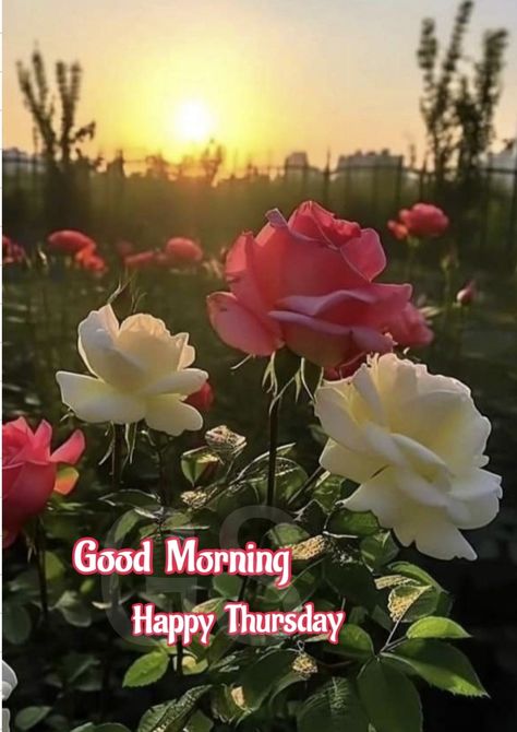 Bless Thursday, Thursday Flowers, Teddy Bear Quotes, Subah Bakhair, Good Morning Happy Thursday, Bear Quote, Good Morning Flowers Gif, Beautiful Morning Messages, Flowers Gif