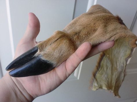 White-tailed deer hoof and partial leg skin Deer Hooves, Deer Hoof, Art Igcse, White Tail, Whitetail Deer, Nature Art, Deer, Art Gallery, Collage