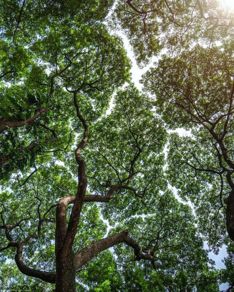 Notice those distinctive patterns in the tree canopy? This phenomenon is known as "Crown Shyness." 🌳

In certain tree species, the canopy naturally forms channels of space, ensuring that branches remain separate and distinct gaps form.

Scientists have discussed this occurrence since the 1920s, and it remains not fully understood.


#YourPlanetEarth #NatureLover Crown Shyness, Wedding Challenge, Tiktok Wedding, Tree Species, Tree Canopy, The 1920s, The Tree, Scientists, Nature Lover