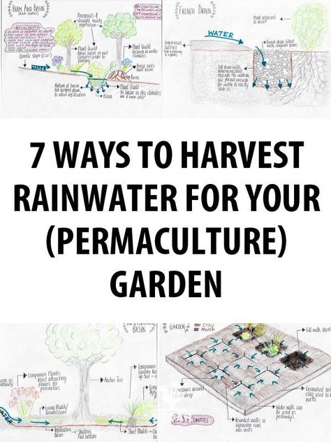 Rain Water Collection Diy, Food Forest Garden, Permaculture Garden, Water From Air, Rainwater Collection, Rainwater Harvesting System, Greenhouse Design, Permaculture Gardening, Permaculture Design