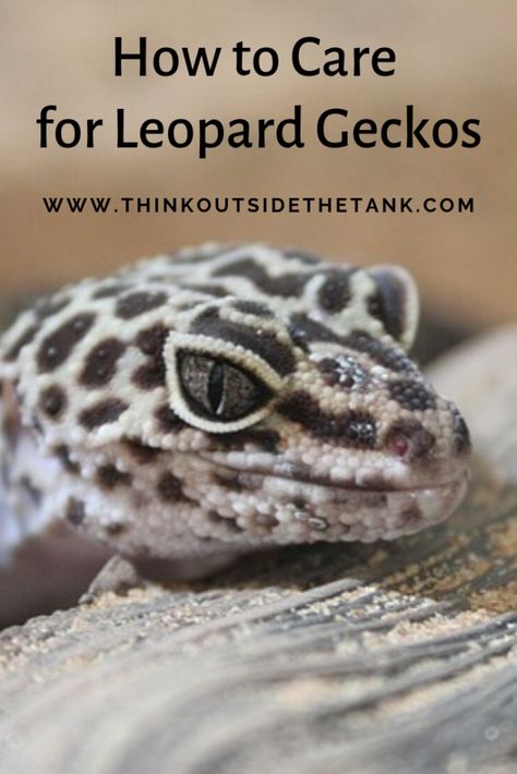 How To Take Care Of Your Leopard Gecko – Think Outside The Tank Gecko Pet, Leopard Gecko Cute, Leopard Gecko Habitat, Leopard Gecko Care, Gecko Habitat, Reptile Care, Leopard Geckos, Survival Blanket, Reptile Cage