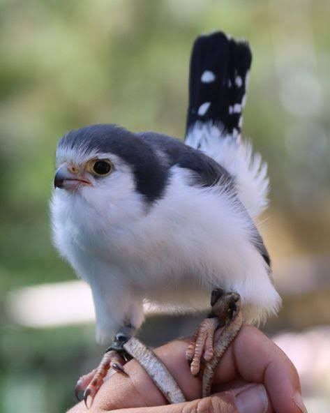 Pygmy Falcon, Bird Of Prey, Backyard Birds, Bird Pictures, Pretty Birds, Cute Birds, Birds Of Prey, So Proud, 귀여운 동물