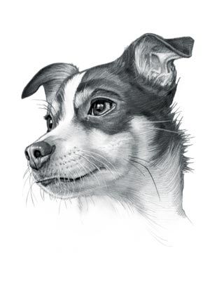 Rat Terrier Dog Rat Terrier Drawing, Rat Terrier Art, Terrier Drawing, Rat Drawing, Draw Dogs, Chihuahua Terrier Mix, Rat Terrier Mix, Chihuahua Terrier, Rat Terrier Dogs