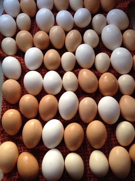 6 Ways to Preserve Chicken Eggs – Backyard Chicken Project Chicken Egg Problems, Chicken Eggs Problems, Too Many Eggs, Raising Livestock, Chicken Incubator, Best Egg Laying Chickens, Laying Chickens, Fancy Girls, Portable Chicken Coop