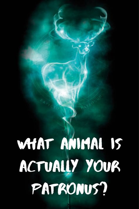 My Patronus Is, What Is Your Patronus Quiz, Harry Potter Patronus Art, Harry Potter Patronus Quiz, Patronus Animals, Patronus Quiz, Patronus Art, Patronus Harry Potter, Harry Potter Personality Quiz