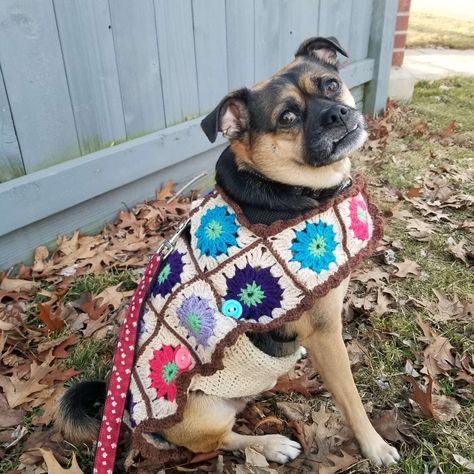 The Willow Granny Square Dog Coat: Pattern with Video Tutorial | Craftopia Collective Crochet Pet Patterns, Dog Granny Square, Crochet For Pets, Granny Square Dog, Willow Granny Square, Crochet Dog Sweaters, Granny Square Coat, Dog Coat Pattern, Crochet Dog Sweater