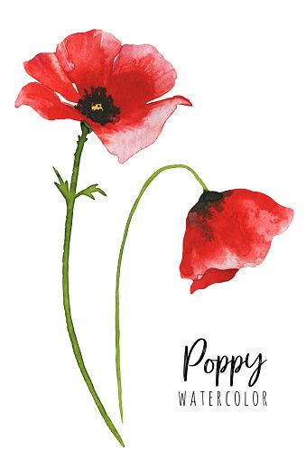 Backyard Garden Landscaping, Poppy Flower Drawing, Watercolor Blossom, Poppy Flower Painting, Poppy Watercolor, Garden Landscaping Ideas, Valentines Watercolor, Poppy Drawing, Aesthetic Garden