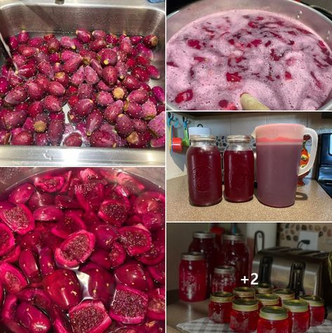 Embracing the Sweetness of Prickly Pear: A Journey of Love, Gardening, and Homemade Jelly Prickly Pear Recipes Jelly, Prickly Pear Jalapeno Jelly, Pear Jelly Recipes, Prickly Pear Jelly, Prickly Pear Recipes, Substitute For Brown Sugar, Pear Jelly, Summer Canning, Prickly Pear Juice