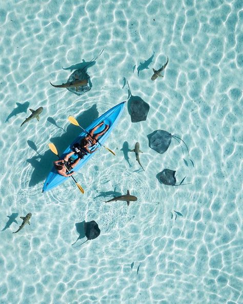 Beautiful Escapes on Instagram: “@thiagomlcorrea The best way to get close of the sharks and rays is by kayak or stand up paddle #moorea #frenchpolynesia . .…” Hotel Landscape, Nature Home, Sea Travel, Restaurant Food, French Polynesia, Landscape Nature, Bar Restaurant, Standup Paddle, Sharks