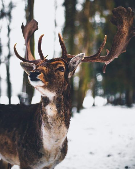 Misty Woods Aesthetic, Deer Side Profile, Stag Photography, Fallow Deer, Afrique Art, Deer Pattern, Deer Art, Animal Planet, In The Woods