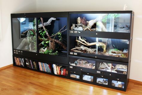 Reptile Display Ideas, Snake Room Ideas, Tokay Gecko Enclosure, Bearded Dragon Enclosure Ideas Aesthetic, Reptile Room Aesthetic, Reptile Room Ideas, Pvc Reptile Enclosure, Reptile Rack, Snake House