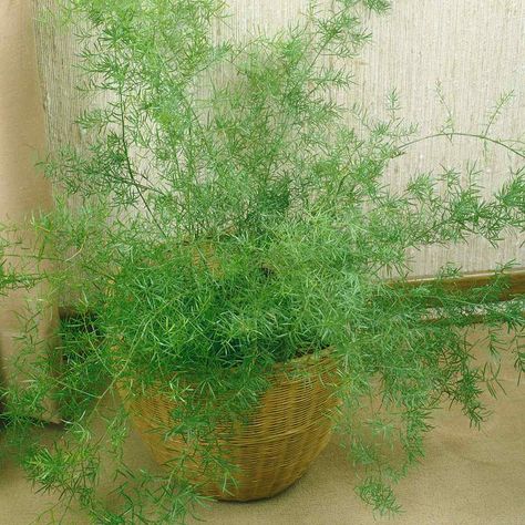 Asparagus Fern Drought Tolerant Garden Flower Plant Seed Fern Seeds, Rosen Beet, Asparagus Plant, Indoor Plant Wall, Drought Tolerant Garden, Asparagus Fern, Hanging Plants Indoor, Flower Pots Outdoor, Fern Plant