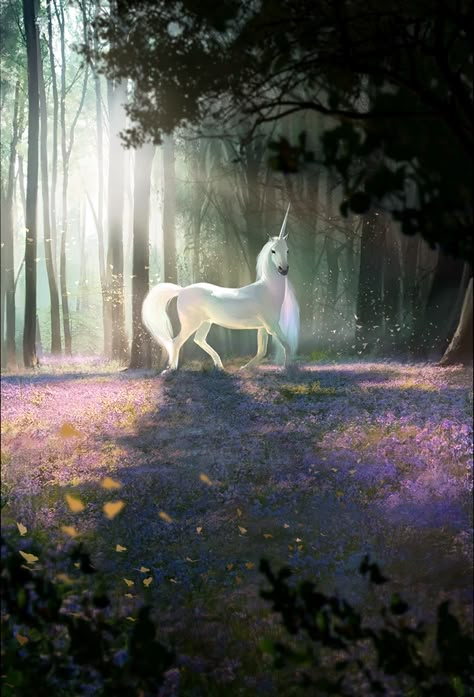 Unicorn (Legends) - The Elder Scrolls Wiki Elder Scrolls Legends, Unicorn Artwork, Pegasus Unicorn, Magical Horses, Unicorn Pictures, Fantasy Horses, The Last Unicorn, Creatures Art, The Elder Scrolls