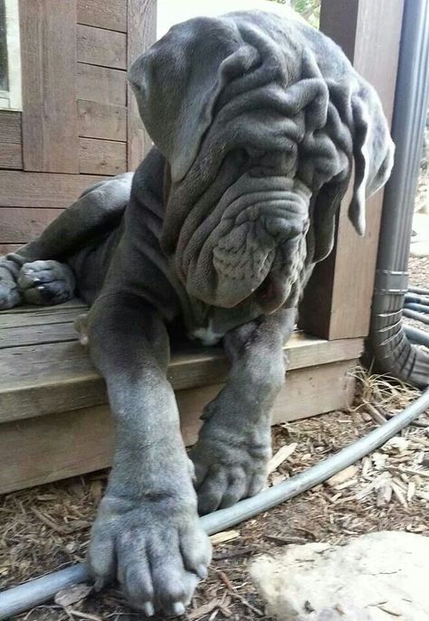 Durango Great Dane Puppies, English Mastiff Puppies, Neapolitan Mastiff, Mastiff Breeds, Neapolitan Mastiffs, Giant Dog Breeds, Dane Puppies, Mastiff Puppies, Tibetan Mastiff