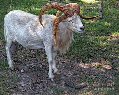 Dessert Dragon a polycerate hair sheep Sheep Hooves, Jacobs Sheep, Goat Demon, Jacob Sheep, Sheep Breeds, Sheep Art, Goat Farming, Endangered Animals, Animal Pics