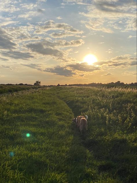 Summer Dog Walk Aesthetic, Dogs Running In Field, Morning Dog Walk Aesthetic, Dog Countryside, Dog Walk Aesthetic, Walks With Dog, Sunny Core, Dog Walking Aesthetic, Dog In Field