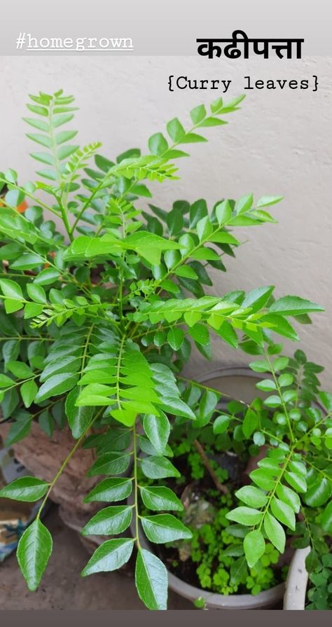 Curry Leaves Plant, Chicken Curry Recipes, Biology Project, Curry Healthy, Curry Leaf Plant, Plant Tattoos, Wallpaper Plant, Ayurvedic Plants, Herbal Tea Benefits