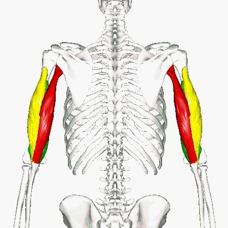 Triceps Brachii Muscle, Axillary Nerve, Muscle Diagram, Anatomy Flashcards, Radial Nerve, Joints Pain Remedy, Bicep Muscle, Elbow Pain, Trigger Point Therapy