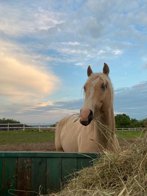 Horse Girl Aesthetic, Village Cottage, Horse Riding Aesthetic, Farm Village, Palomino Horse, Horse Aesthetic, Horse Horse, Western Horse, Cute Horses