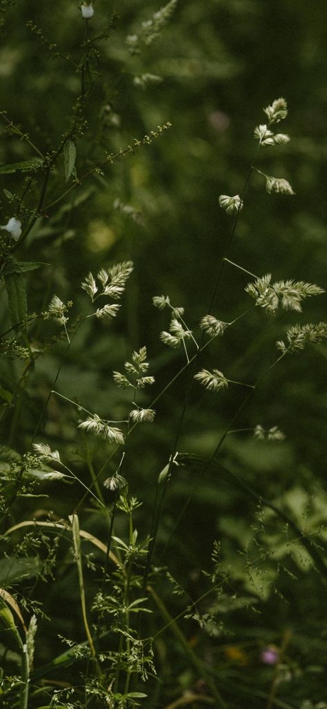 Leaves Astethic Wallpaper, Greenhouse Wallpaper Iphone, Forestcore Aesthetic, Grass Plants, Wild Flower Meadow, Wild Grass, Wild Forest, Plant Aesthetic, Wild Nature