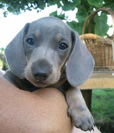 Untitled Dachshund Dapple, Pup Cup, Puppies Dachshund, Blue Dachshund, Doxie Puppies, Dapple Dachshund, Dog Rules, Dachshund Puppies, Dachshund Lovers