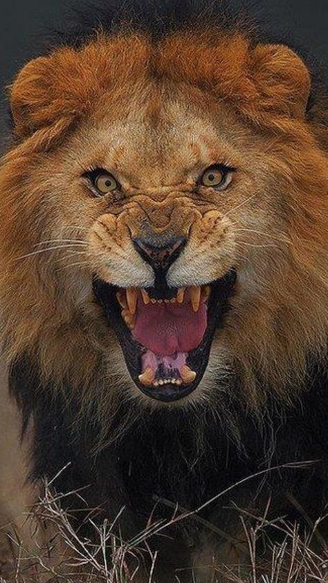 Angry Male Lion growling ; Close-up Portrait by #AtifSaeed #SaeedAtif ; #malelion #lionmale #lion #lionportrait #lionface #angrylion #liongrowling #lionbaringfangs #lionfangs #pantheraleo - Photographer Atif Saeed risked the wrath of a lion to capture this spectacular… Angry Lion, Pug Tattoo, Angry Animals, Sand Cat, Lion Photography, Male Lion, Lion Pictures, Lion Face, Rottweiler Dog