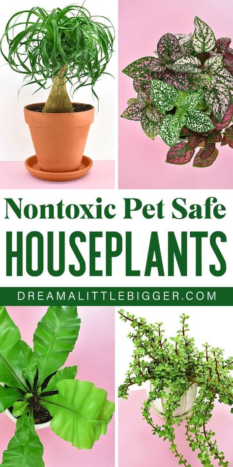 Indoor Plants Pet Friendly, Cat Safe House Plants, Dog Safe Plants, Safe House Plants, Houseplants Safe For Cats, Big Indoor Plants, Money Tree Plant, Cat Safe Plants, Plants Pet Friendly