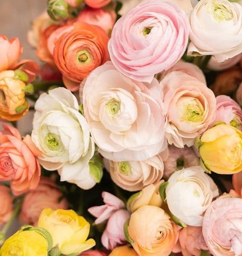 Persian Buttercup, Tall Floral Arrangements, Orange Ranunculus, Plantain Lily, Summer Flowering Bulbs, Ranunculus Flowers, Spring Flowering Bulbs, Flower Arrangements Diy, Flower Care