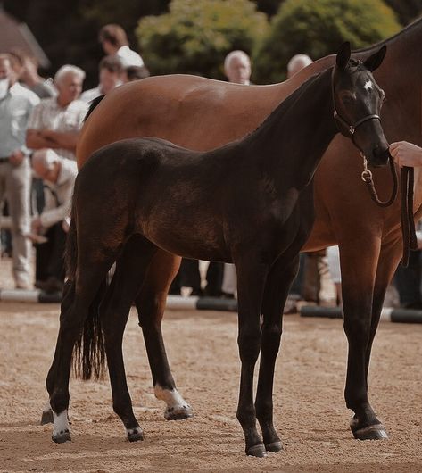 Horse Foals Aesthetic, Foal Aesthetic, Warmblood Foal, Equine Aesthetic, Horse Girl Aesthetic, Horse Photography Poses, Different Horse Breeds, Horsey Life, Horse Breeder