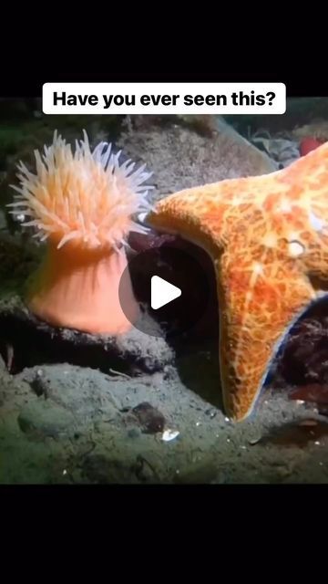 Littlefishhub 🐠 on Instagram: "Fun fact, sea stars eat anemone. What we’re watching is the swim reflex that the anemone has developed when it detects a star in its vicinity. So here an anemone is fleeing with ALL its energy to protect its life! Rate this 0-10 If you like it pls support with ❤️ 🎥 Video by: unknown DM for credit" Sea Anemones, Cnidaria, Sea Stars, Sea Anemone, Beautiful Bugs, Science Jokes, Sea Star, Amazing Pictures, Clown Fish