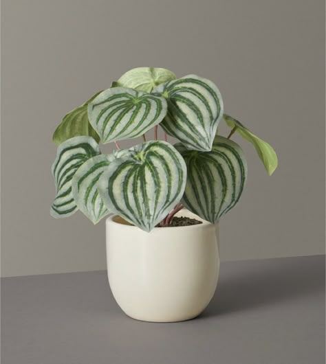 Small Pot Plants Outdoor, Pot Plant Aesthetic, Lotus Flower Plant Indoor, Cute Small Plants, Plant Reference Photos, Small Pot Plants, Desktop Plants, Inside Plants Decor, Fall Paint Colors