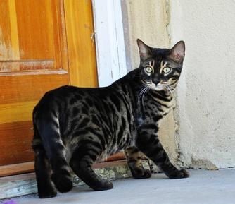 Charcoal Bengal, Gato Bengali, Bengal Cat Breeders, Bengal Kittens For Sale, Dream's Cat, Bengal Kitten, Cat Ideas, Bengal Cats, Gorgeous Cats