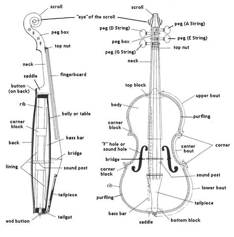 The parts of a violin. Violin diagram. Learning Violin, Violin Teaching, Violin Family, Making Musical Instruments, Violin Instrument, Violin Parts, Violin Design, Learn Violin, Violin Lessons