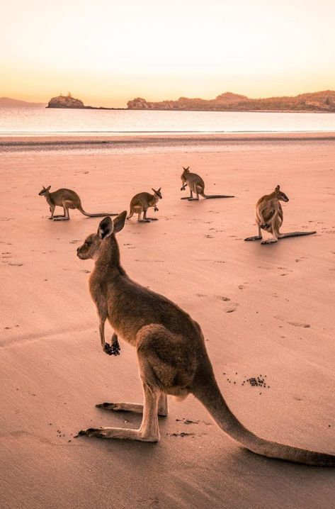 Wallabies at Cape Hillsborough Cape Hillsborough, Australian Animals, Travel Australia, Gap Year, Australia Travel, Western Australia, 귀여운 동물, Travel Aesthetic, Tourist Attraction