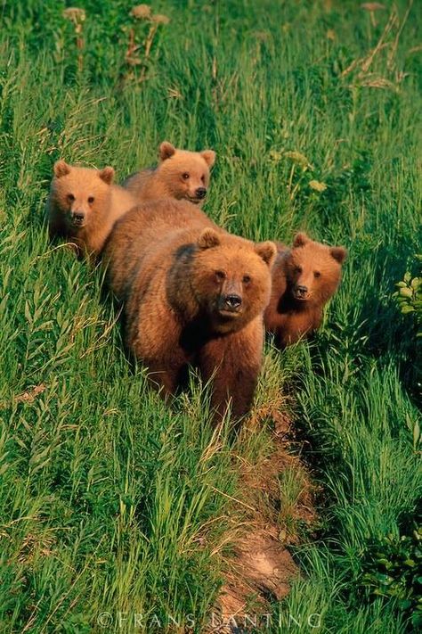 Bear country Frans Lanting, Katmai National Park, Animal Magnetism, Wild Baby, Brown Bears, Momma Bear, Animal Pics, Grizzly Bear, Beautiful Animals