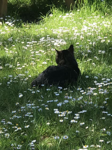 숲 사진, Katt Grejer, Söt Katt, A Black Cat, Aesthetic Black, Cat Aesthetic, Silly Cats, Nature Aesthetic, Pretty Cats