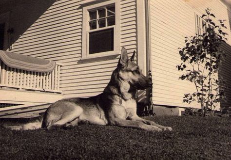 Vintage German Shepherd Art, Vintage German Shepherd, German Shepherd Photos, German Shepherd Art, Human Soul, Creature Comforts, Art Photos, Vintage Dog, Dogs Of The World