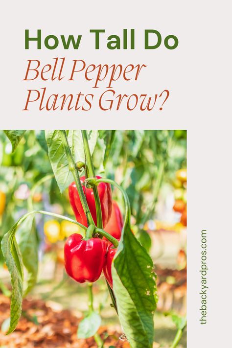 Discover the Towering Heights of Bell Pepper Plants! 🌱Curious about how tall bell pepper plants can reach? 🌽🌶️ Prepare to be amazed! 🌿 Our latest guide reveals the secrets of these magnificent plants as they grow and flourish. From seed to savory harvest, witness their growth journey and learn essential tips to help them thrive in your garden. 🌞Embark on an exciting botanical adventure with bell pepper plants. 🚀🌱 #GardeningGoals #PlantLovers #BellPepperPride Bell Pepper Plant, Growing Bell Peppers, Outdoor Sanctuary, Pepper Plants, Pepper Seeds, Healthy Garden, Buy Plants, How To Grow Taller, Unique Plants