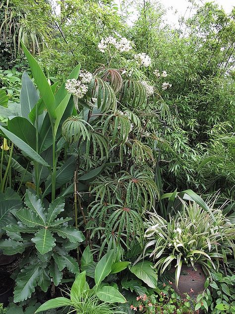 Begonia Luxurians | Plants & Flowers Begonia Luxurians, Creeping Plants, Green Kingdom, Hammock Area, Plant Combos, Kingdom Plantae, Living Organisms, Tropical Gardens, Forest Trees