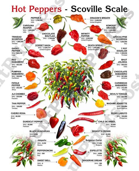 Hot Chili Pepper Poster, Chili Pepper Art, Scoville Scale, Chili Pepper Decor, Spices Poster, Chili Pepper Print, Pepper Gifts, Chili Pepper - Etsy UK Pepper Heat Chart, Red Hot Chili Peppers Poster Art, Scoville Pepper Scale, Chilli Peppers Recipes, Beef Cuts Chart, Scoville Scale, Types Of Chili Peppers, Tea Masala, Chili Pepper Recipes