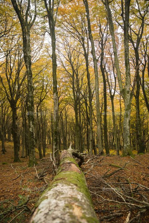 Fallen Beech tree in Autumn by alessandrozocc on PhotoDune. Fallen Beech tree trunk in Autumn Tree In Autumn, Red Season, Italy Landscape, Outdoor Park, Beech Tree, Photo Walk, Autumn Aesthetic, Trunk, Tree Trunk