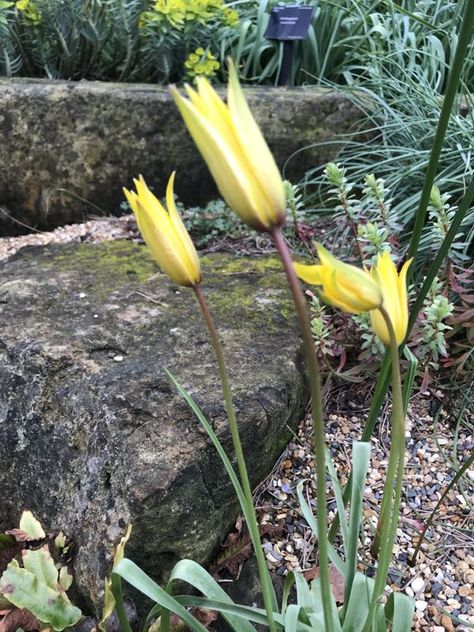 Wild Tulips, Balcony Shade, Botanical Tulip, Flower Landscape, Tulips Flowers, Shade Plants, Fertility, Rock Garden, Plant Lover